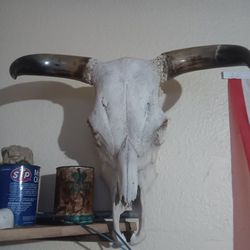 Cow Skull With Horns