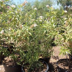 24 Gal Chipolata Trees 