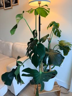 Large Mature Monstera Deliciosa – Beautiful Indoor Plant