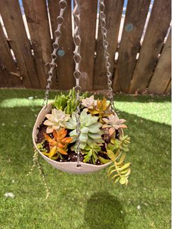 Hanging plant succulent arrangements 🌱