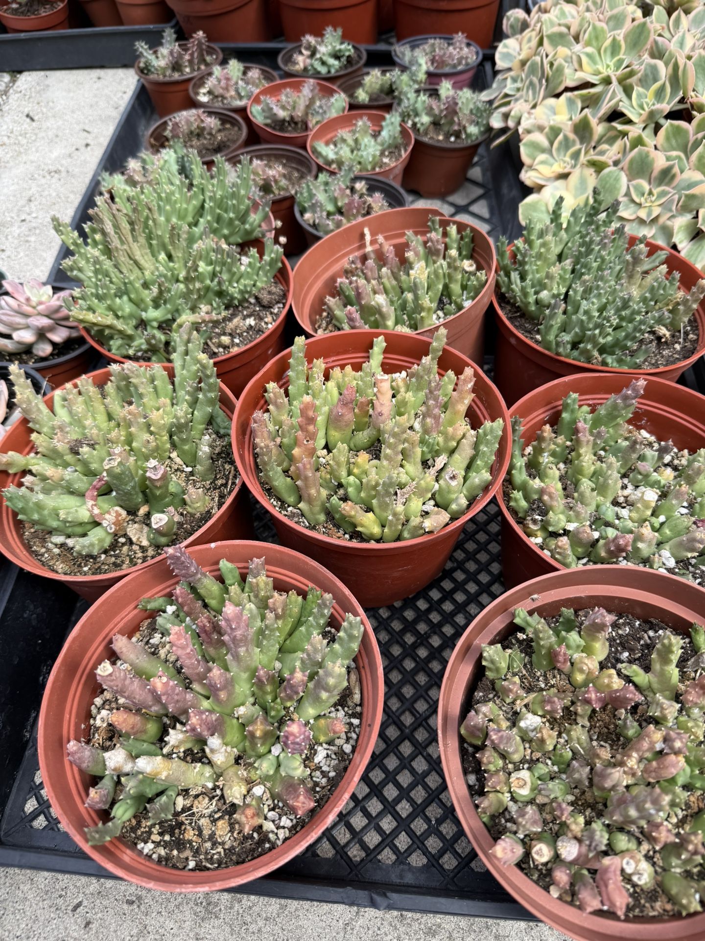 Starfish Succulent
