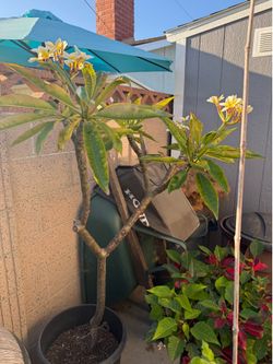 Qty 2 yellow/ white plumeria