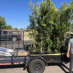 15 Gallon Ficus Columns