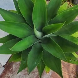 Foxtail Agave Attenuatta 