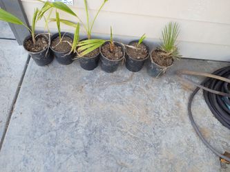 Windmill mini palm trees