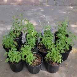 Sage Salvia Plants