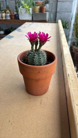 Tiny Cactus In Terracotta Pot