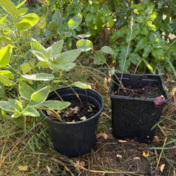 2 Variegated Vinca Vine Plants