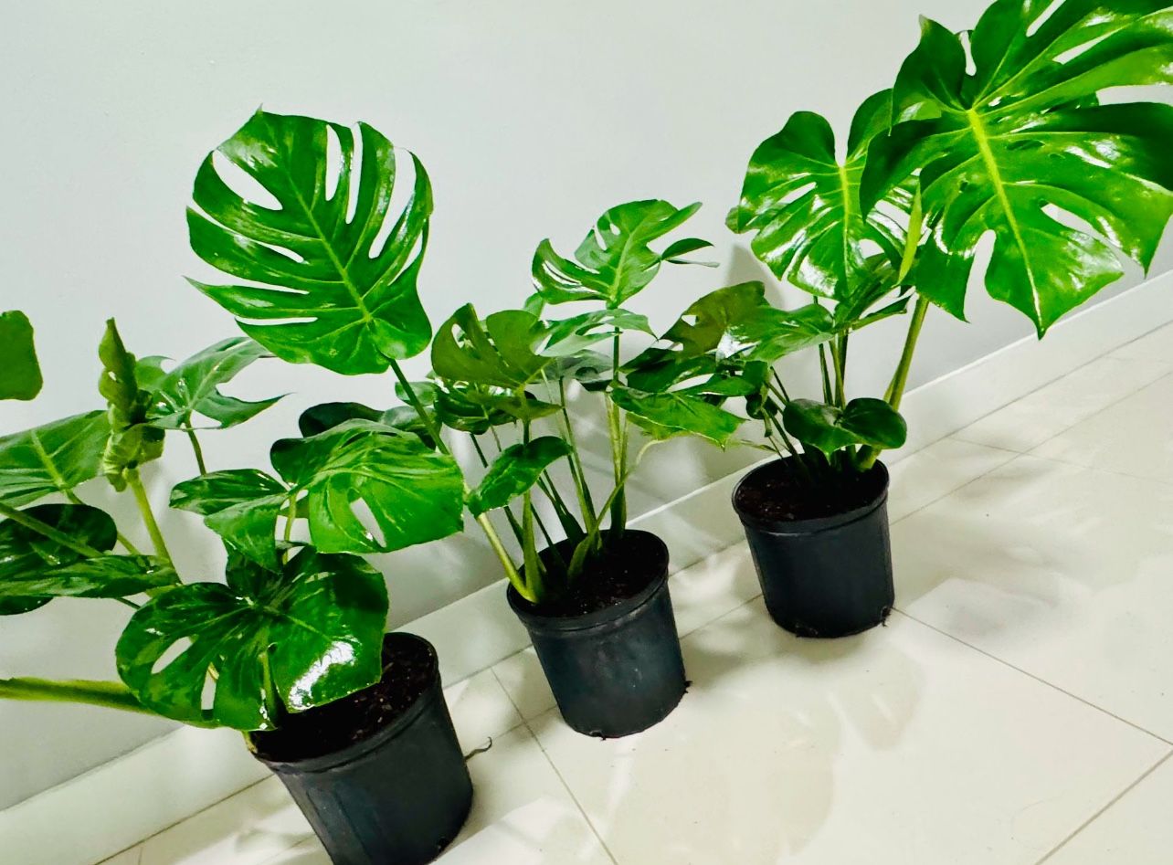 3 Ft Monstera Deliciosa