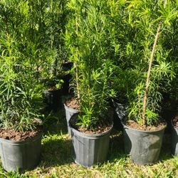 Beautiful Podocarpus Plants For Privacy!!! About 3 Feet Tall!!! Fertilized 
