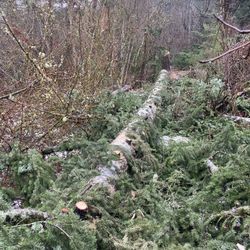Fir Tree In Washougal For Sale 
