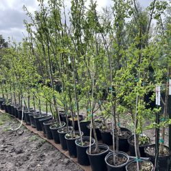 Plum And Pear 28$ Each 