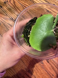 Dischidia Imbricata Plant Thumbnail