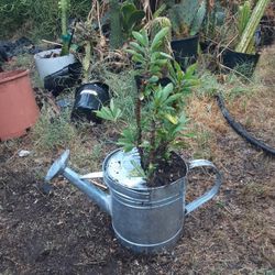Crowned Thorn Succulent Plant And Water Can Decorations
