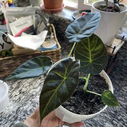 Alocasia Regal Shield 