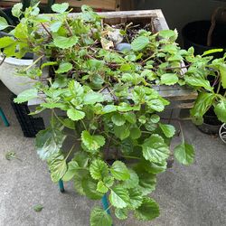 Plant