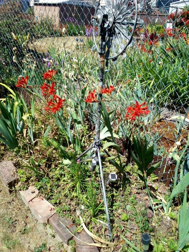 Crocosmia Potted Plant 5$