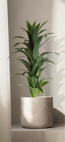 Artificial Dracaena Tree 5ft tall (NEW)