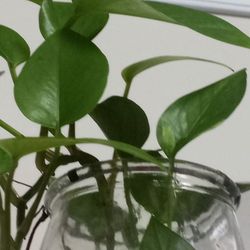 Live Plant In Large Vase