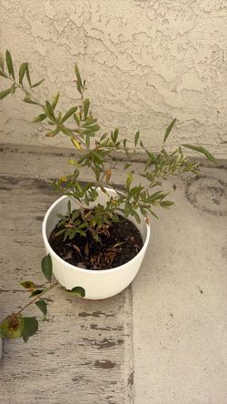 Small Potted Plant in White Ribbed Planter