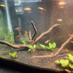 Fish Tank