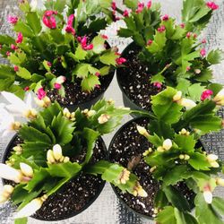 🪴🌺CHRISTMAS CACTUS 🪴🌺
