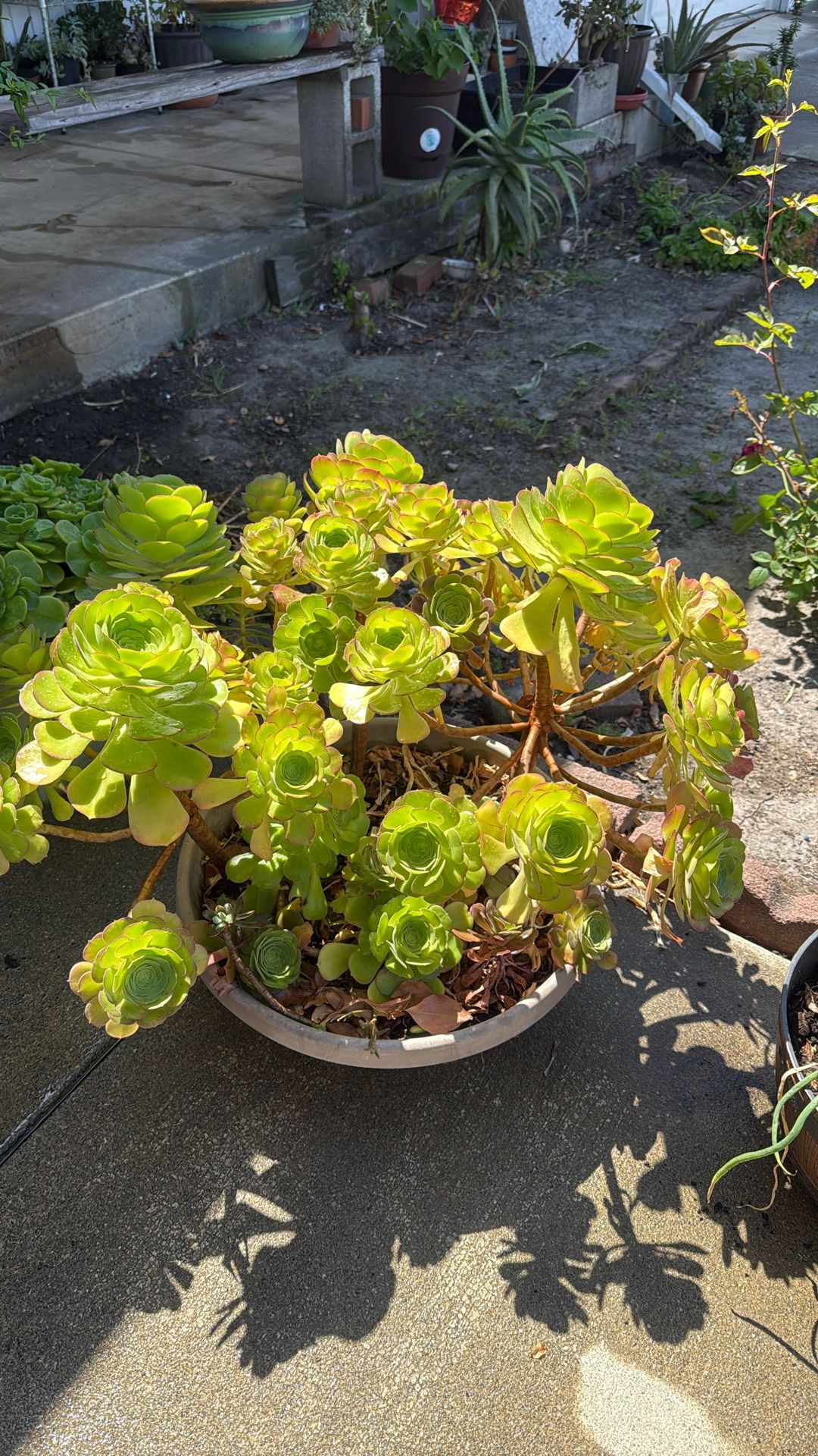 Succulent 