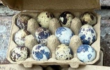 Quail Eggs