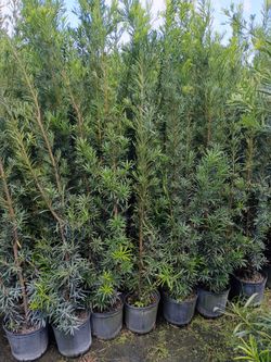 Podocarpus over 5 to 7 feet tall instant privacy hedge for fence minimum qty 30+