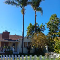 Free Mature Palm Trees