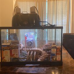 Bearded Dragon Tank
