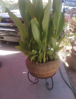 Big Plant with stand $45