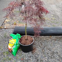 Japanese Maple Tree