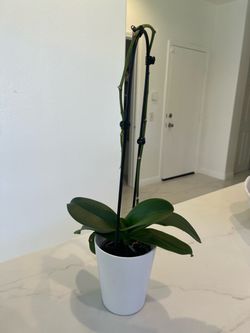 White orchid 20” tall