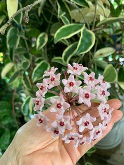 Krimson queen Hoya plant