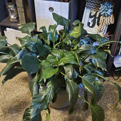 Peace Lily Plant