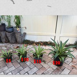 Agave plant 🪴 $25