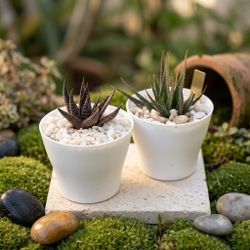 2 Beautiful Potted Haworthia Succulents (White Pots & Stone)