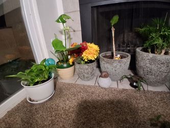 Assorted Indoor Houseplants with Decorative Ceramic and Plastic Pots