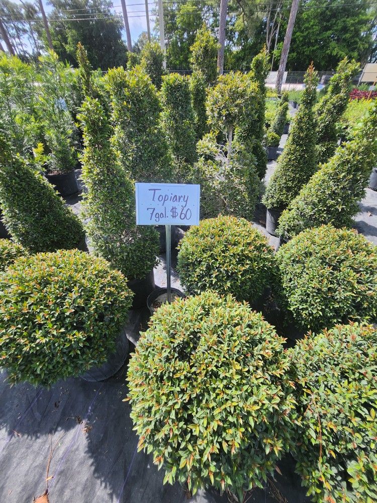 Topiaries 7g