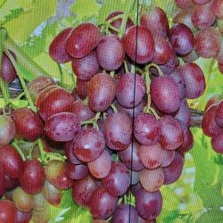 Canadice Red Seedless Table Grape 