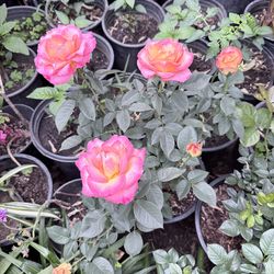 Rose bush plant flower