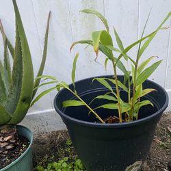 Orange Ginger Lilies Plant