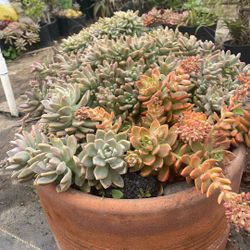 Succulents In Clay Pot