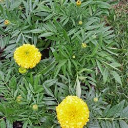 Marigold Plants $3 Each 
