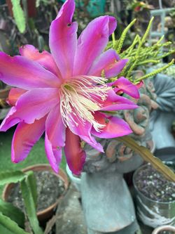 Orchid Cactus