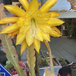 Yellow Orchid Cactus-Potted and Blooming  