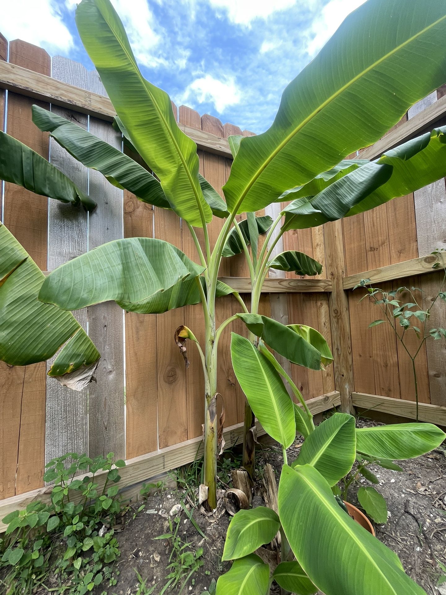 Banana Tree Plants!! Plantas De Plátano!!