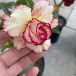 Adenium Desert Rose Blooming Double Flowers Plant, In 1 Gallón Por Pick Up Only