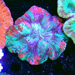 Pink Tye Dye Wellsophyllia 